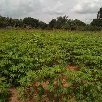 IMG-20180525-WA0003 EBU-ENO PRIMARY SCHOOL FOOTBALL PITCH, UTE-ELUGU NOW FARMLAND